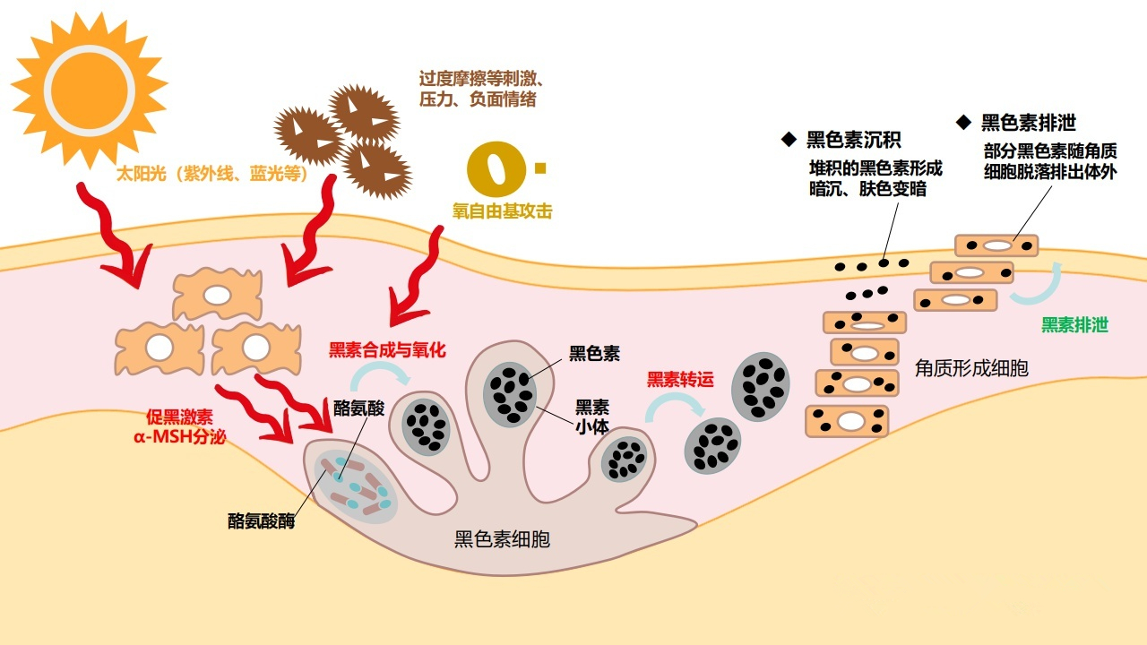 牙膏是老年斑克星还是帮凶,什么牙膏可以淡化老年斑
