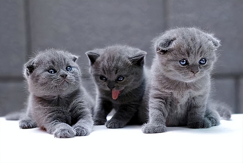 为什么说蓝猫笨,为什么蓝猫突然不值钱了