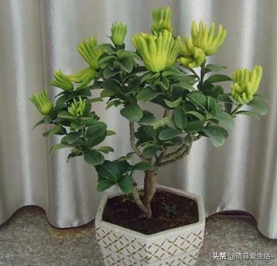 什么花最旺人旺家又好养好看,最旺家招财又好看好养的花