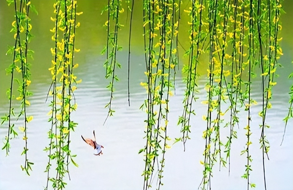 关于清明节的诗词或词句,清明节经典诗句和风俗