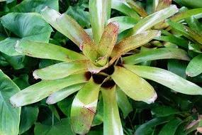 水塔花盆栽,水塔小型花卉盆栽