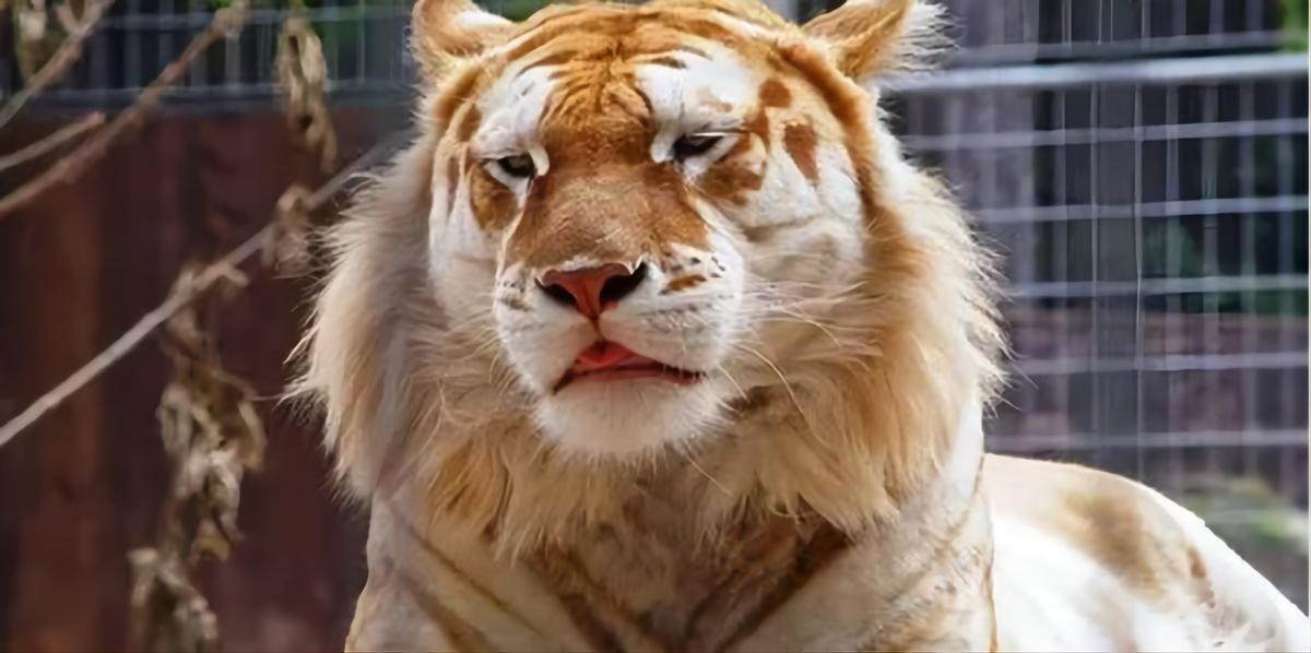 马和牛能够杂交吗,公马和母牛算杂交育种吗