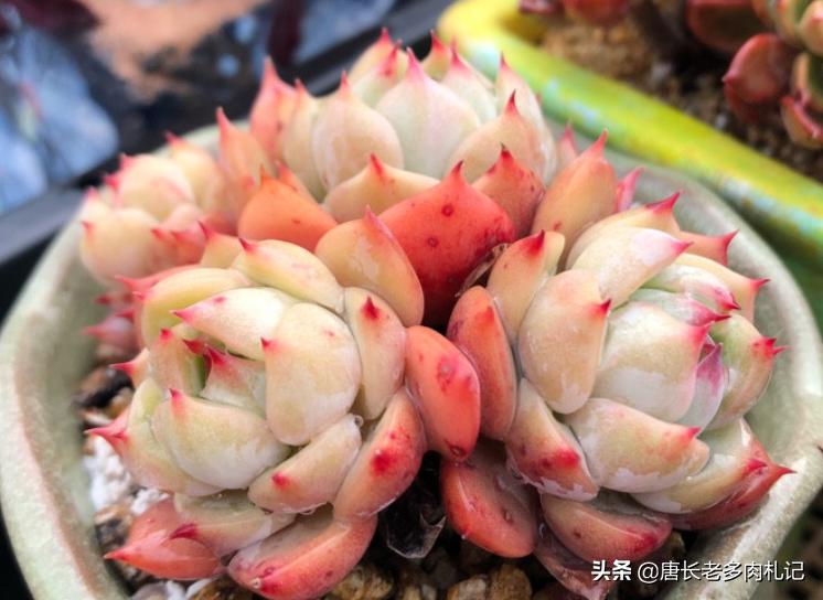 多肉耐涝,多肉耐冻什么程度