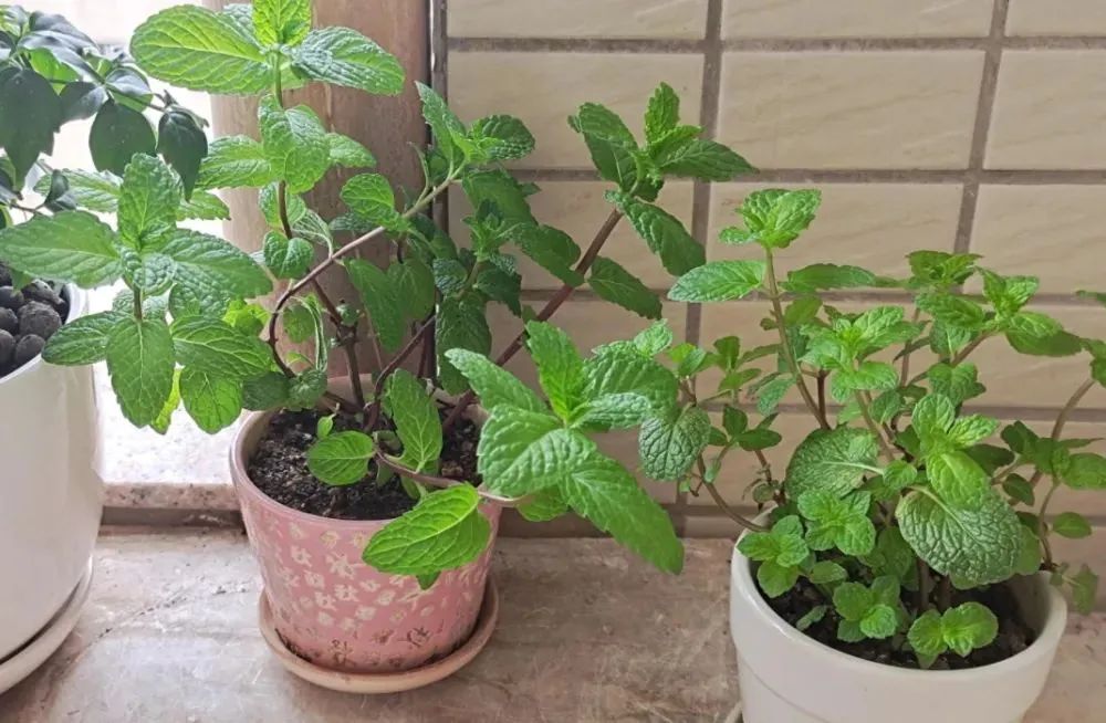 中药薄荷植物,薄荷具有药用价值的一种植物