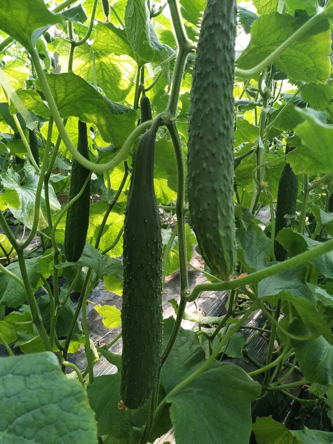 杀虫效果持久的农药,杀虫好的药物