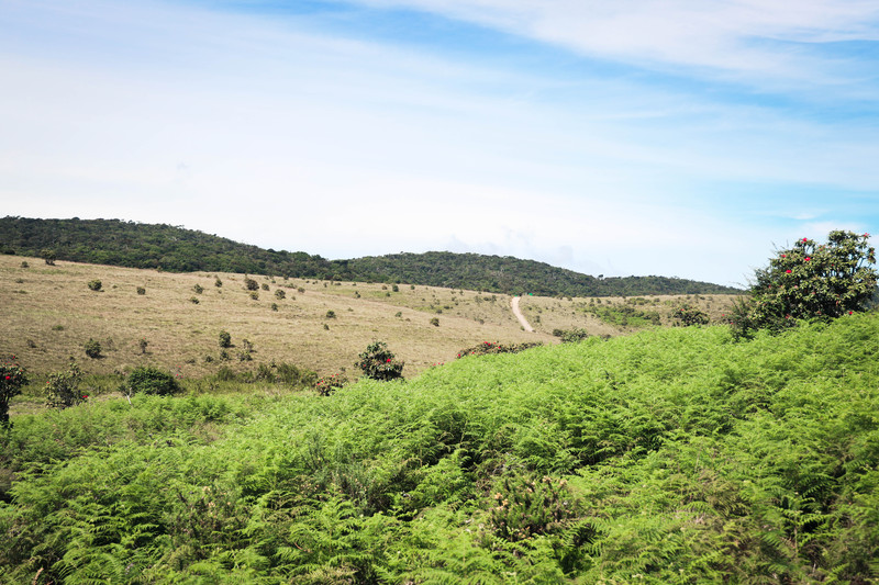 斯里兰卡旅游攻略必去景点,斯里兰卡最佳旅游攻略