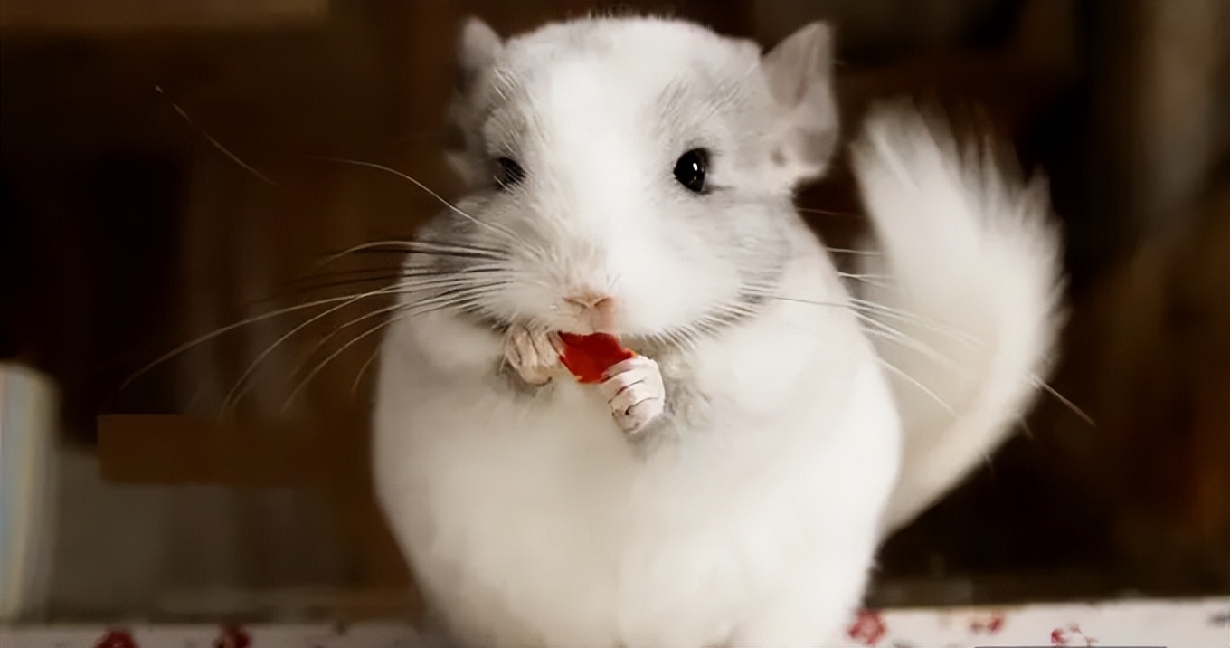 适合新手养的宠物龙猫,养一只可爱的龙猫