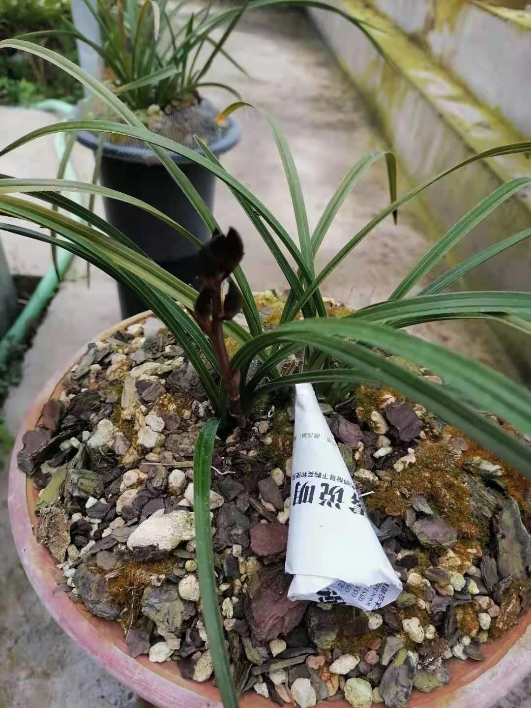 带你认识中华兰花纹瓣兰,顶级纹瓣兰图片