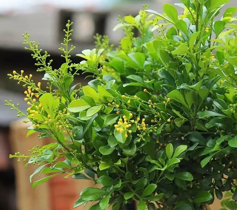 那些没说出口的话就留在心里,那些没说出口的话就藏在心里吧