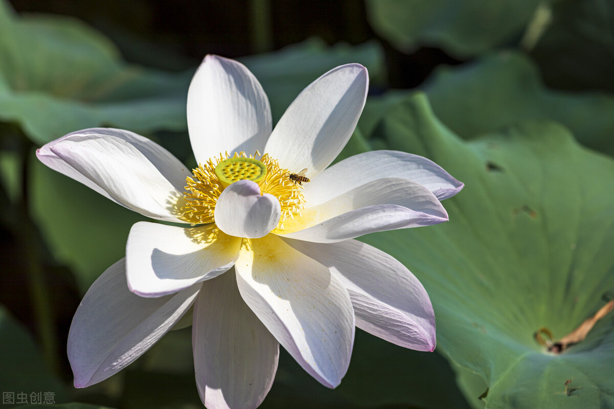 如何理解出淤泥而染濯清涟而不妖,出淤泥而不染濯清涟而不妖全诗