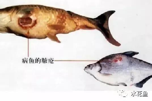 鱼类疖疮是什么原因引起的,鱼类疥疮病是什么原因