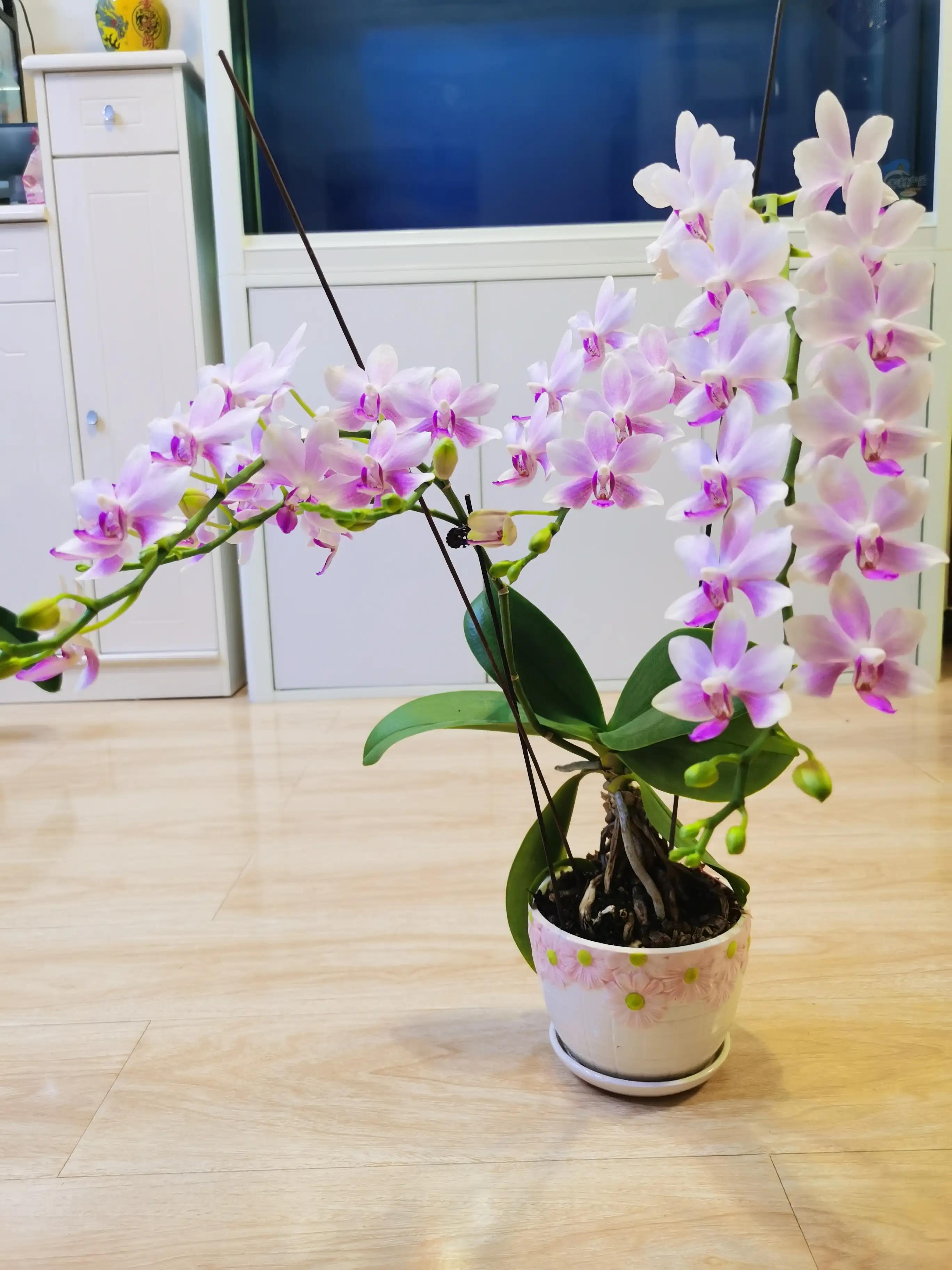 粉黛佳人水仙,紫水仙图片大全