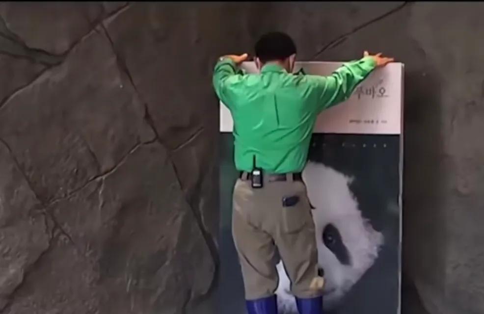 韩国人看熊猫福宝哭了,被宠成公主的熊猫