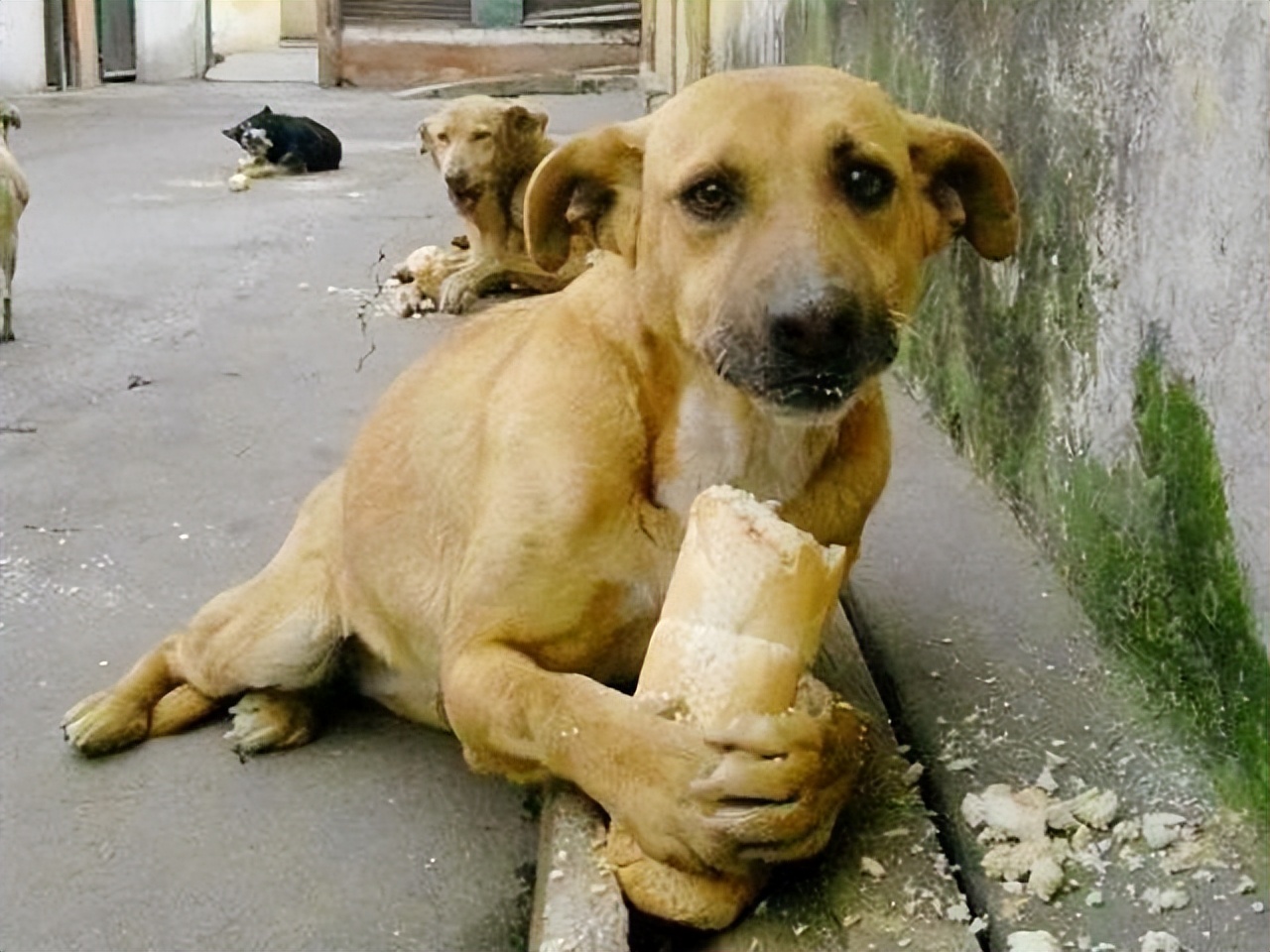 烈性犬不牵绳,未牵绳犬撕咬受伤狗主人