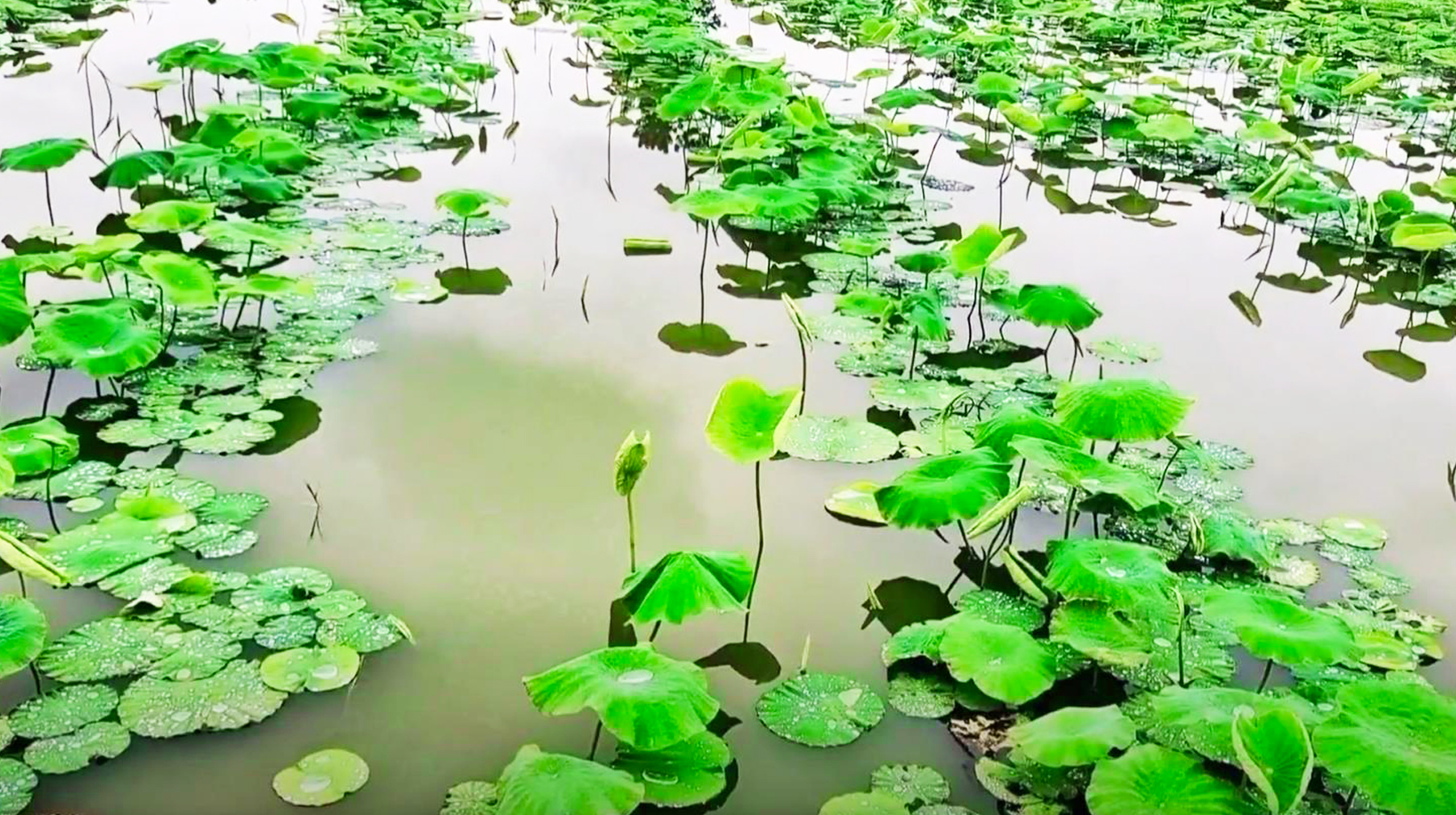 到武汉汉南郊区随拍一处莲藕种植基地，湖水平如镜，荷香飘十里