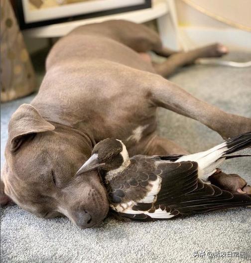 狗跟喜鹊待久了竟开始假孕分泌乳汁鸟：我把你当朋友你却想当我妈