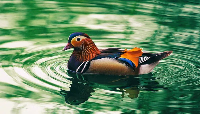 形容春天的唯美古诗词,最唯美春天的诗句古诗