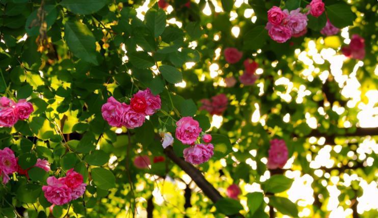 新居镇宅之物,搬新家必备20个吉祥如意物品