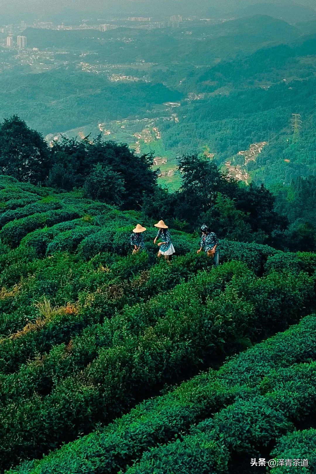 “自古名寺出名茶”，什么样的茶才能称为禅茶呢？