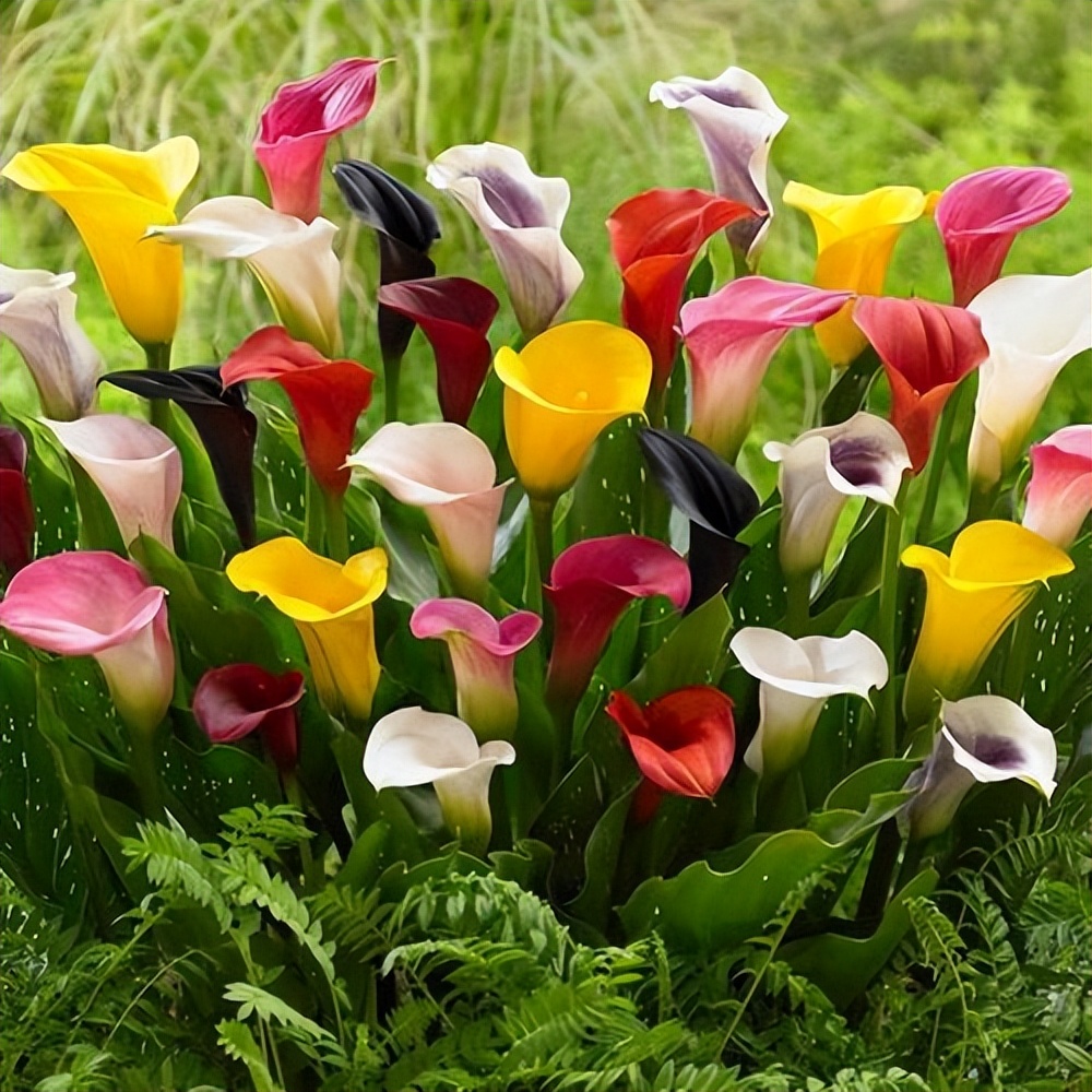 适合室内养的四季开花的球,室内盆栽花卉球兰