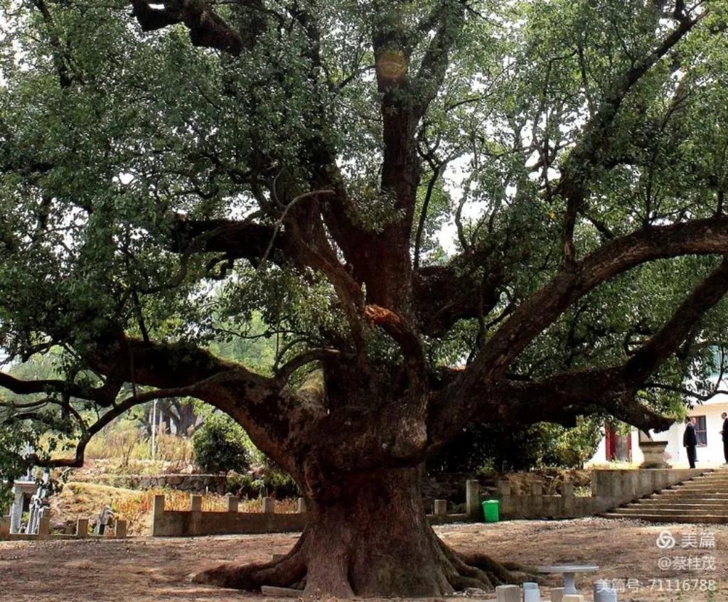 鐏垫鼎榛勬,鐏垫鼎榛勬鍗＄墝