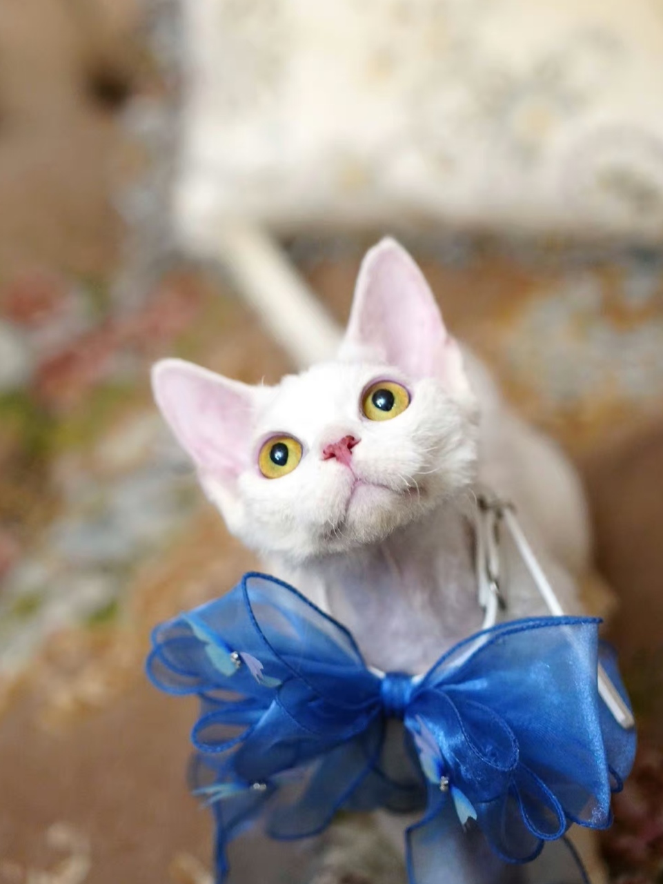 德文卷毛猫显脏的颜色,德文卷毛猫重点色会变黑吗