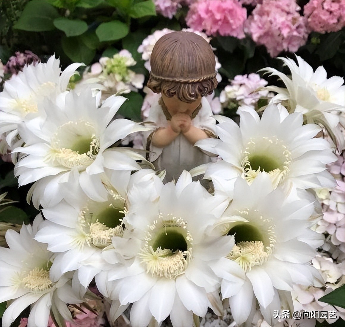 新手养什么仙人球,仙人球难养品种