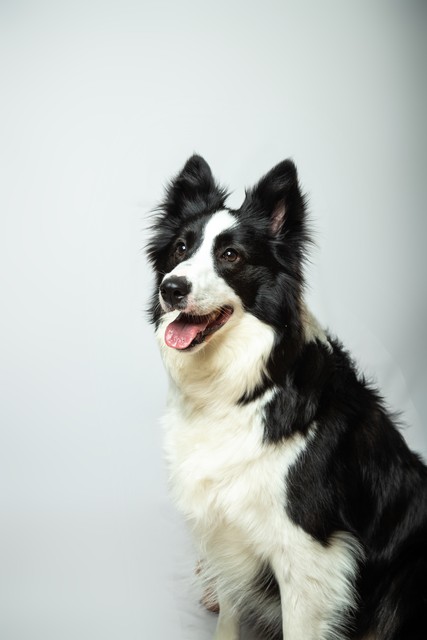 狗边境牧羊犬,边境牧羊犬训练的方法