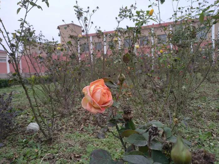 画与景,幼儿长卷画景