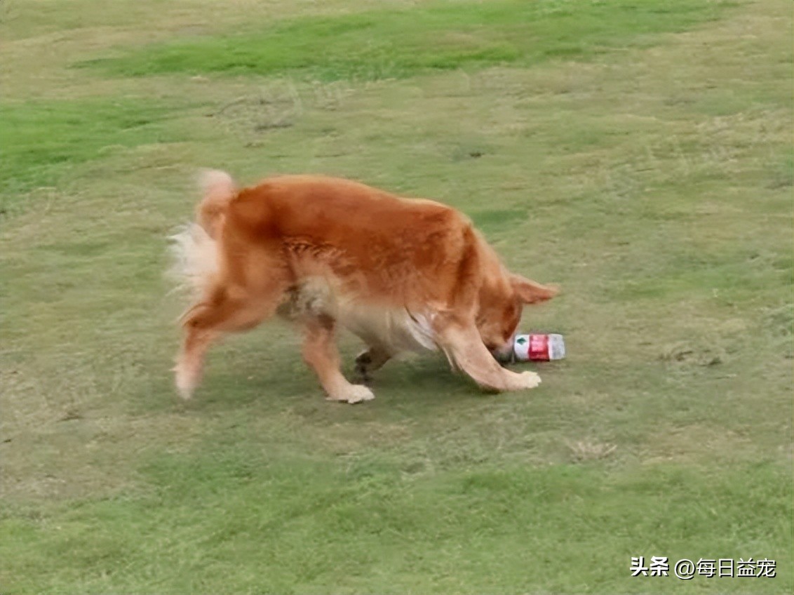 懂事金毛,金毛懂事