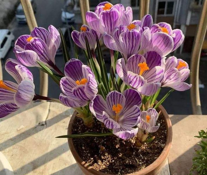 漂亮女人适合养什么花,适合盆栽的女人花