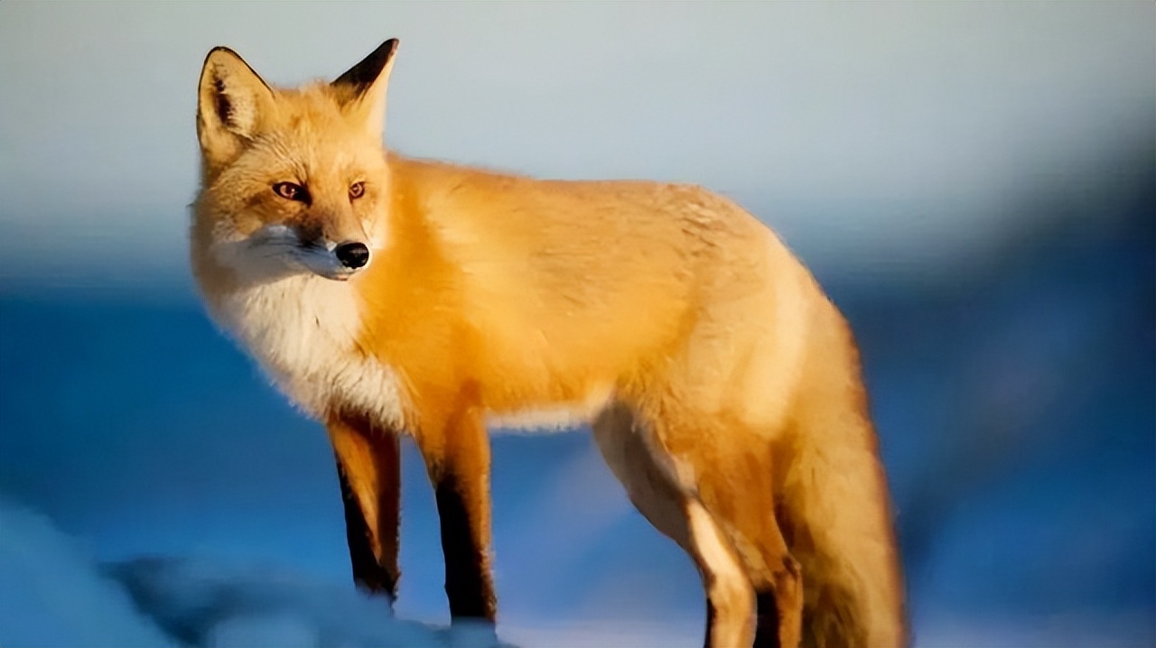 澳大利亚野兔泛滥成灾的原因,澳大利亚的野兔成灾结局