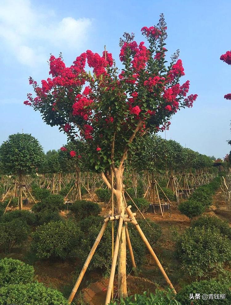 紫薇造型树培育方法图片,紫薇树干高压繁殖技术