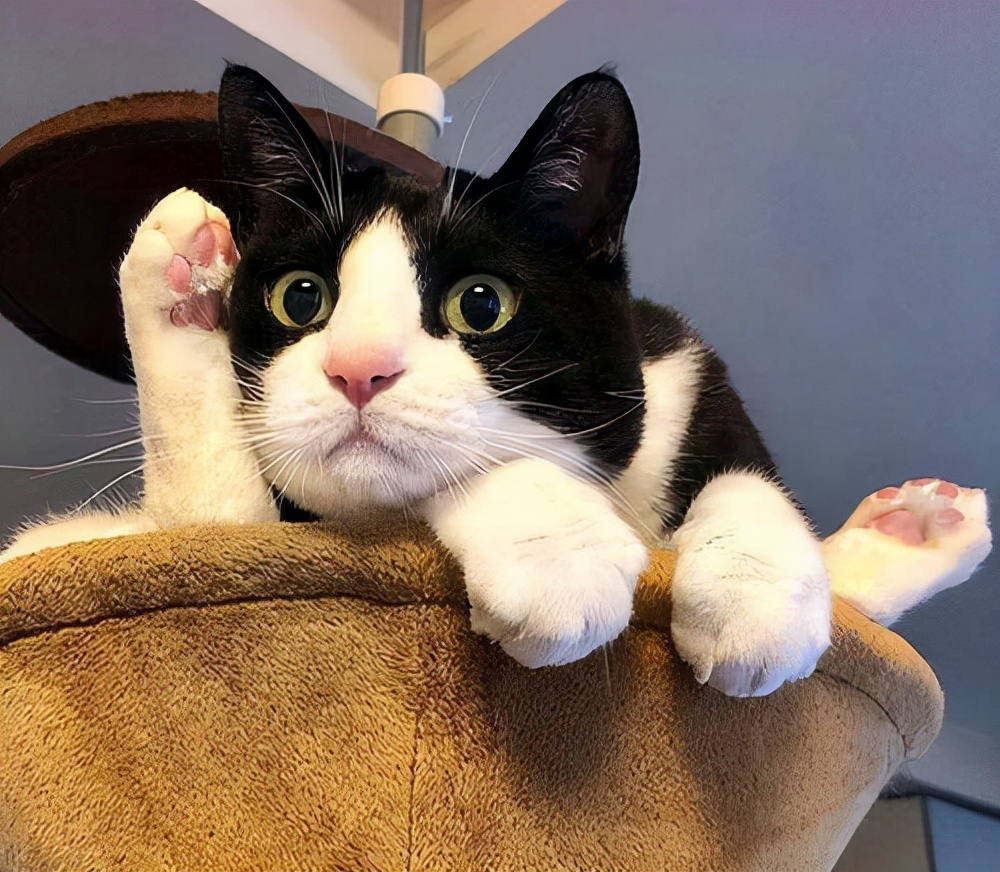 这几种猫最费钱有钱人才养得起,这几种烧钱的猫已被淘汰难养得起