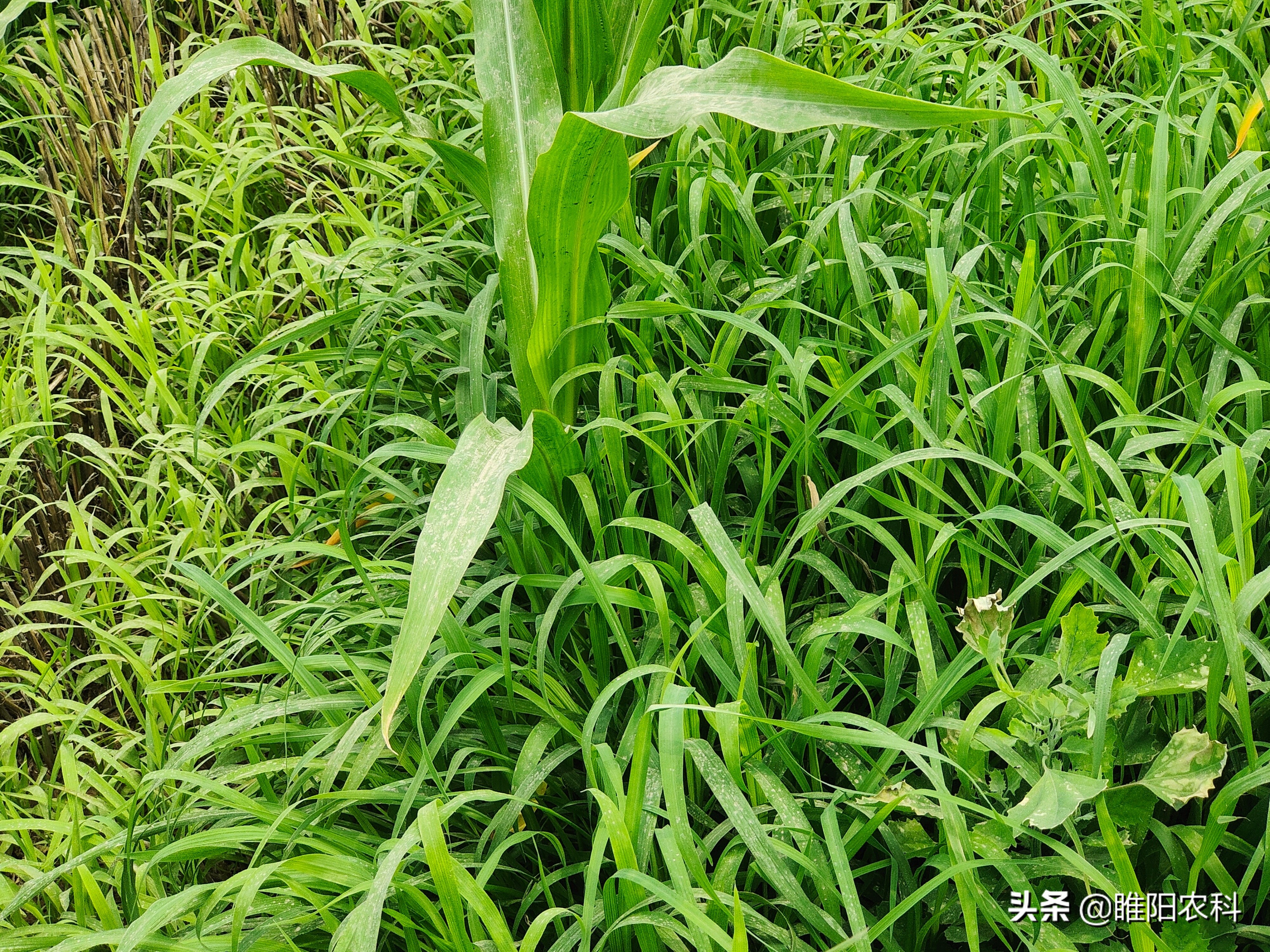 玉米地除草用什么除草剂呢,玉米除草用什么除草剂最好