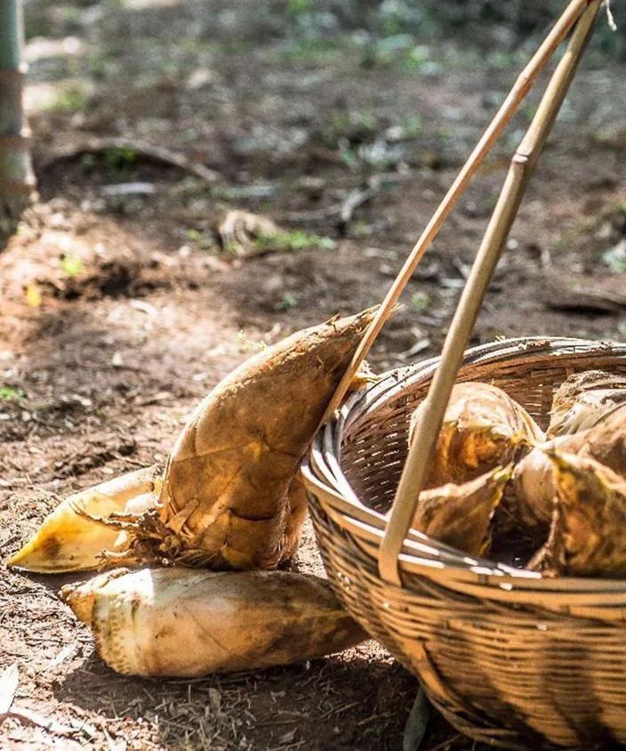 遂昌县攻略,遂昌一日游最佳攻略