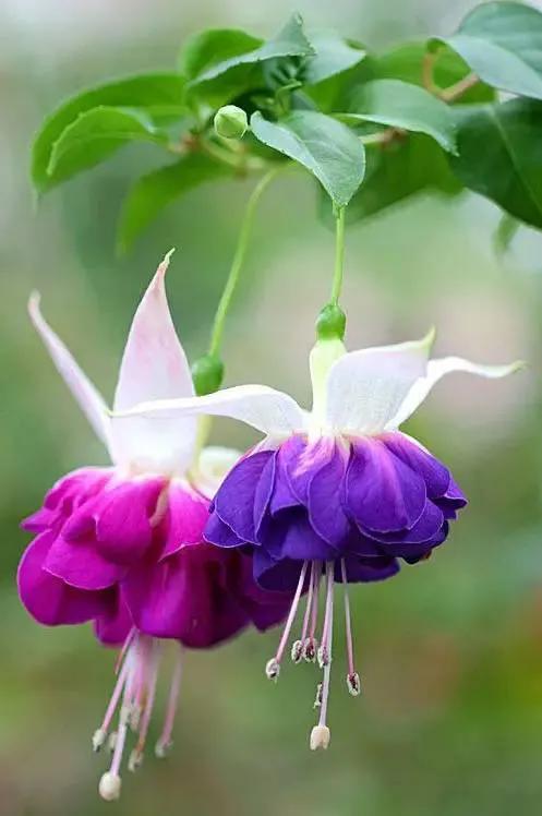 分享图片温暖大图,倒挂金钟花唯美视频