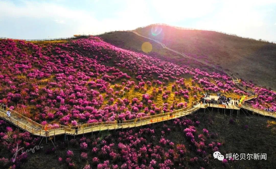 呼伦贝尔：做大生态“绿银行”托起百姓“致富梦”——深入践行习*平近**生态文明思想系列报道之六