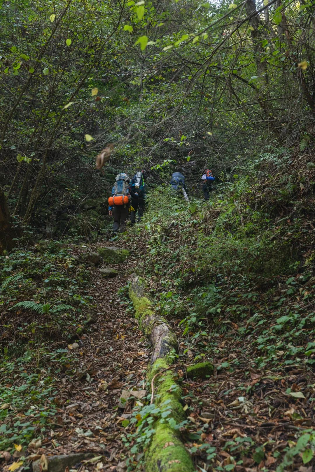 登太白山感受,太白山景区登顶拔仙台