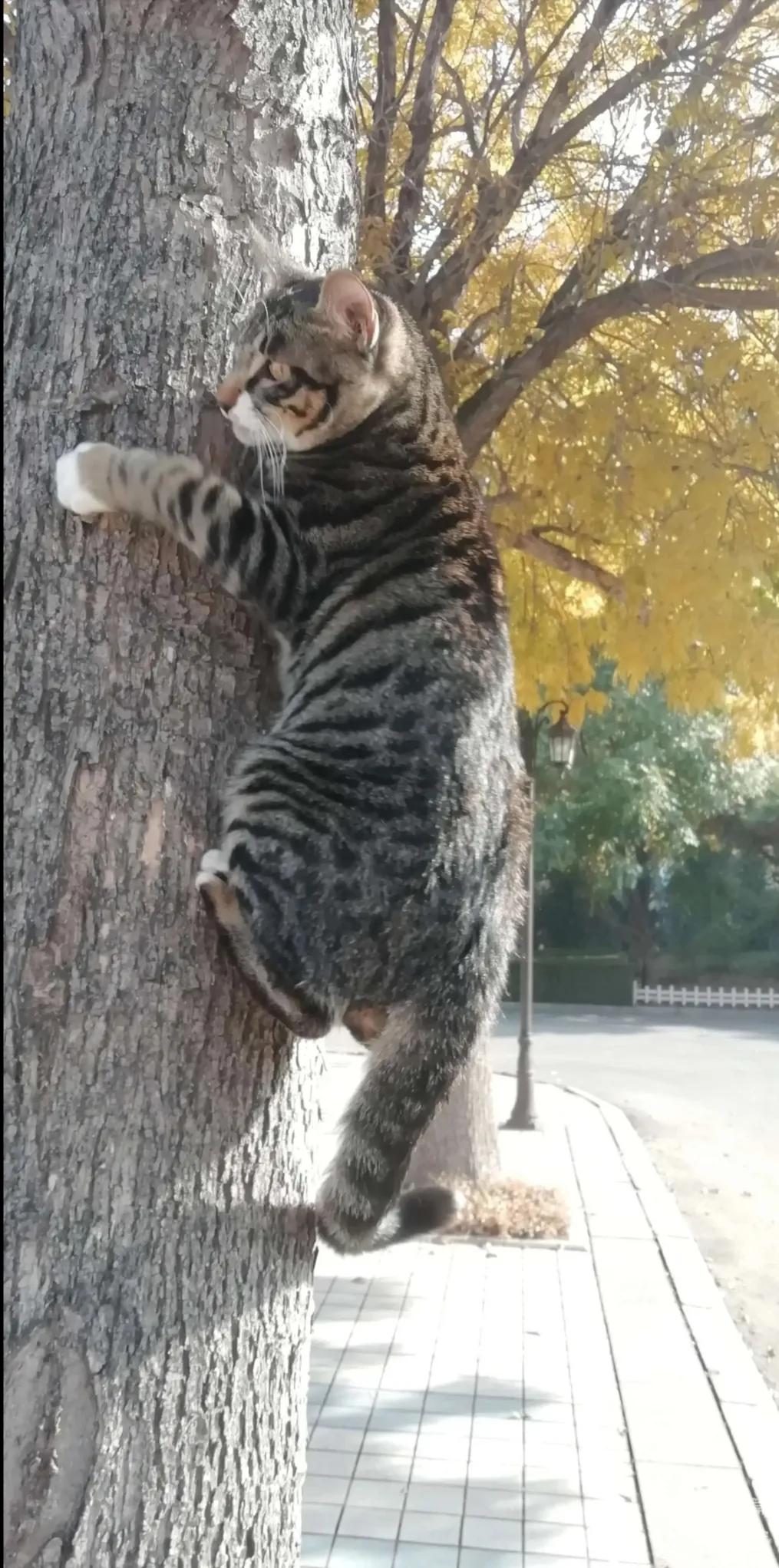 田园狸猫是什么样的猫咪,中华田园狸猫吃什么