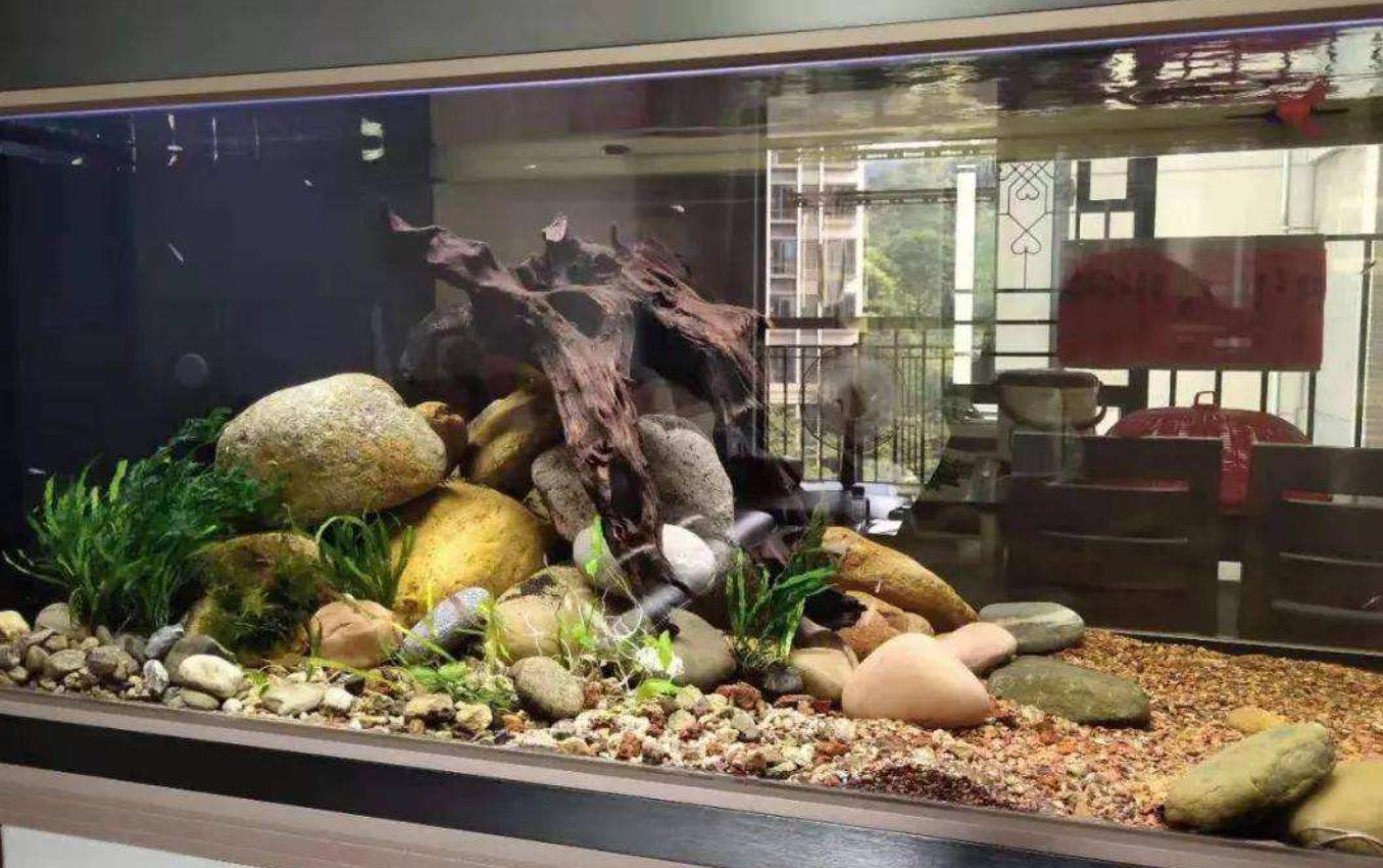 鱼缸在太阳下晒几天会爆藻,鱼缸爆绿藻去哪里买藻种