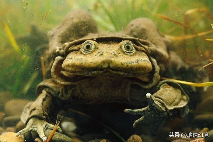 十大深海神秘巨型生物图片,天空拍到的像水母生物图