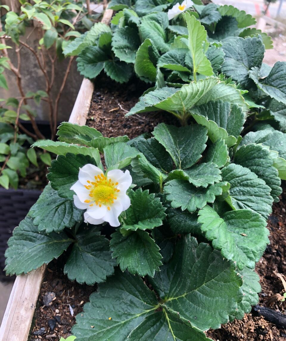 阳台种草莓的技巧和正确方式,在家里阳台种草莓收获时的喜悦