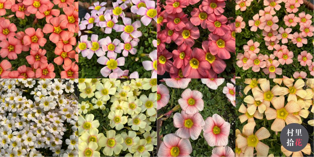 红花酢浆草简介,红花酢浆草喜欢酸性还是碱性土壤