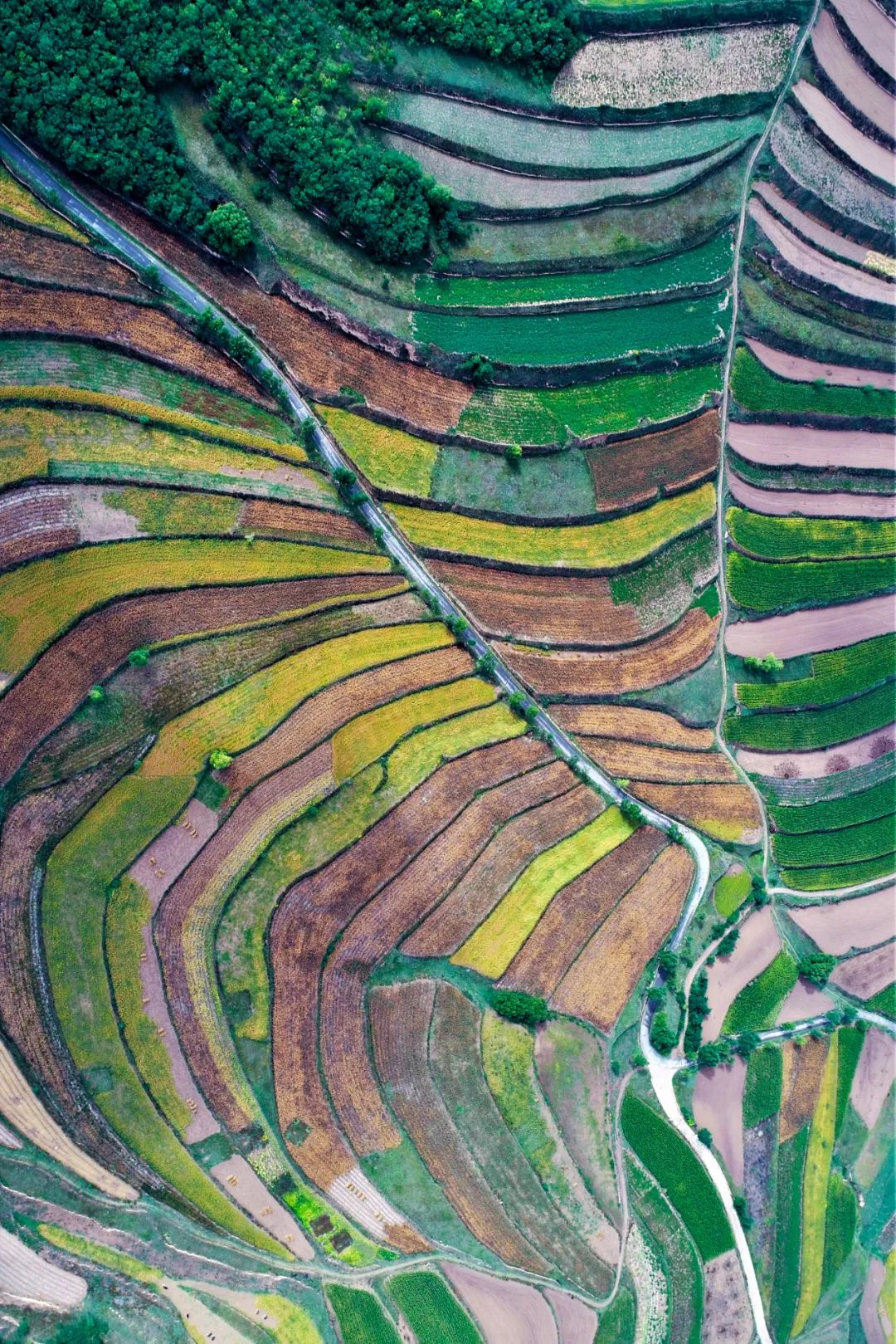 甘肃人一年四季都吃面为什么不胖,甘肃吃米还是面