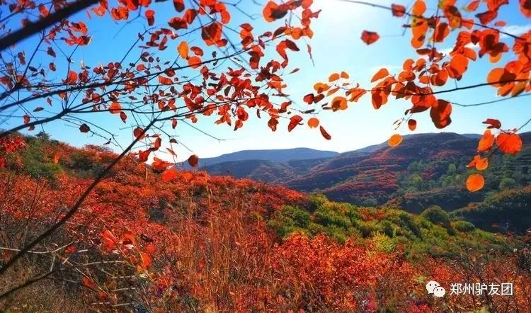 郑州最近赏红叶最佳的地方,靳家岭红叶和长寿山红叶哪个好看