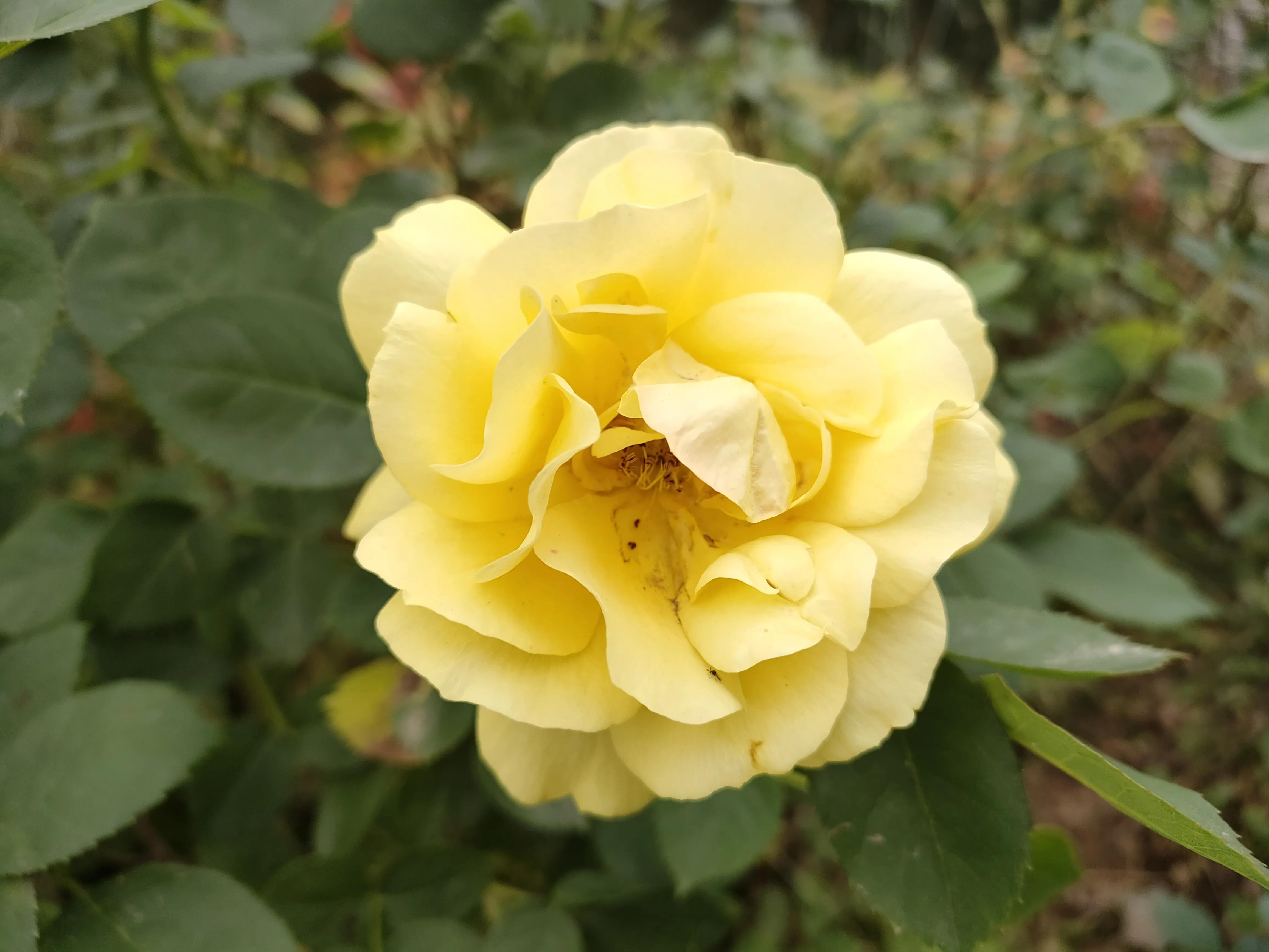 黄玫瑰原唱刀郎,林清玄散文黄玫瑰的心摘抄加赏析