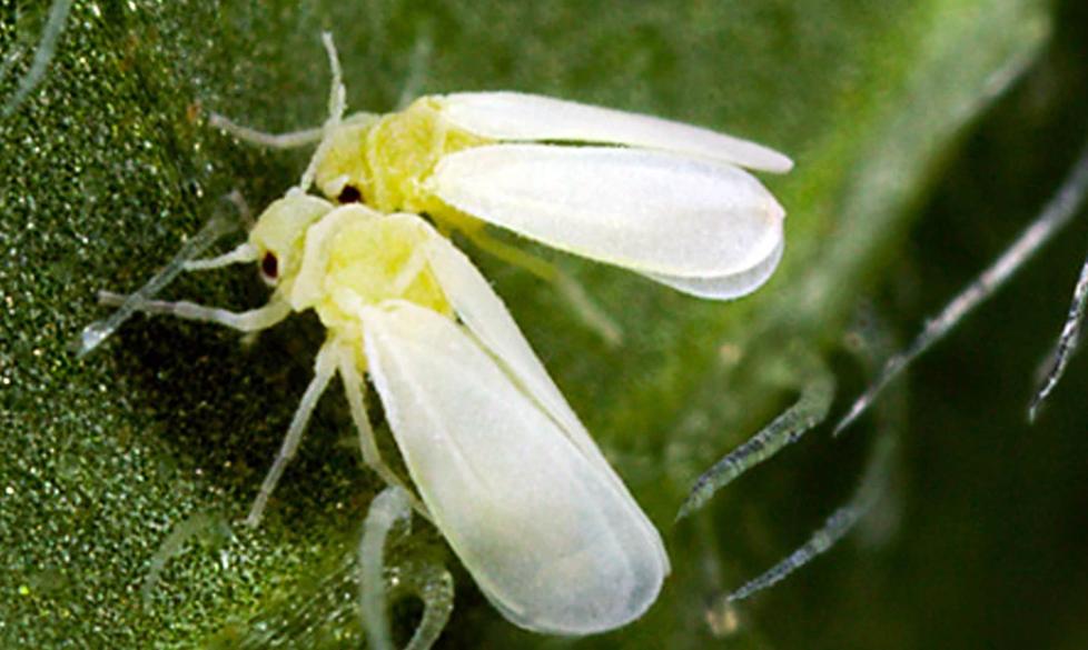 蔬菜根长肿瘤怎么防治,蔬菜靶斑病最新治疗方法
