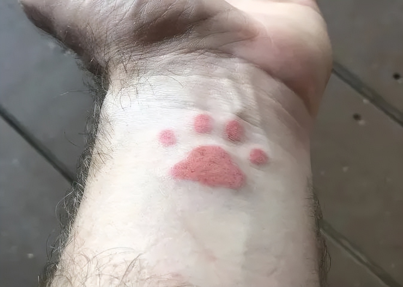 养猫的呼噜声音 (养猫呼噜的声音)