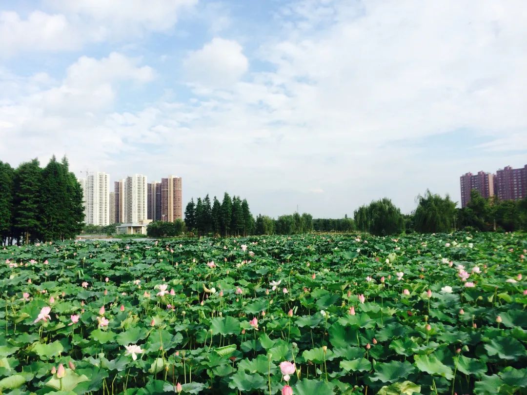喜迎二十大|步道美球场亮，雨花人在家门口健身的幸福！